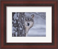 Framed Wolf Watching