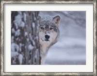 Framed Wolf Watching