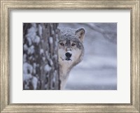 Framed Wolf Watching