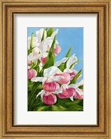 Framed Pink Lady Slipper Flowers