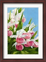 Framed Pink Lady Slipper Flowers