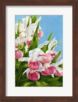 Framed Pink Lady Slipper Flowers