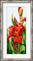 Framed Red Iris