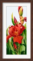 Framed Red Iris