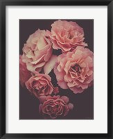 Framed Dreamy Roses