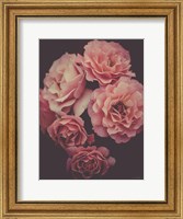 Framed Dreamy Roses