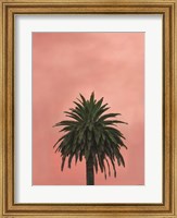 Framed Pink Palm