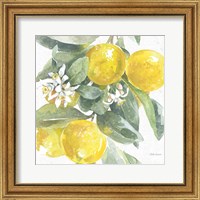 Framed 'Citrus Charm Lemons I' border=