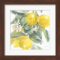 Framed Citrus Charm Lemons I