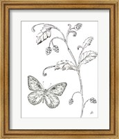 Framed Outdoor Beauties Butterfly II