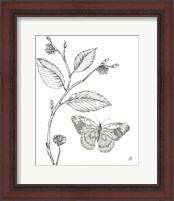 Framed 'Outdoor Beauties Butterfly I' border=