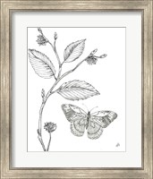 Framed 'Outdoor Beauties Butterfly I' border=