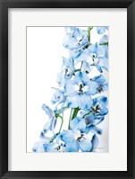 Framed Freshly Picked Delphinium III