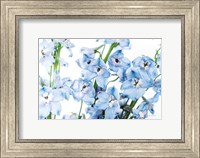 Framed Freshly Picked Delphinium I