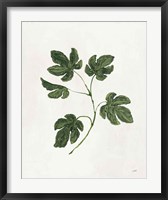 Framed Botanical Study III Greenery