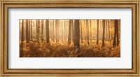 Framed Wyre Forest