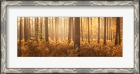 Framed Wyre Forest