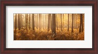 Framed Wyre Forest
