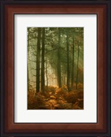 Framed Wyre Forest 3