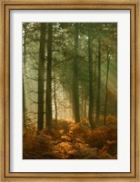 Framed Wyre Forest 3