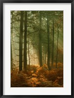Framed Wyre Forest 3
