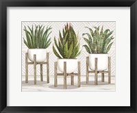 Framed Succulent Trio on Stands