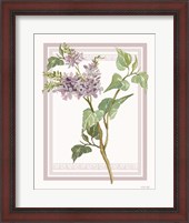 Framed Lilacs V