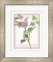 Framed Lilacs V