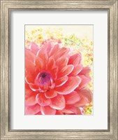 Framed Dahlia Splatter