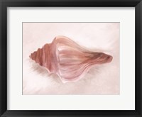 Framed Conch Shell Blush I
