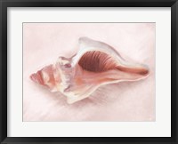 Framed Conch Shell Blush II