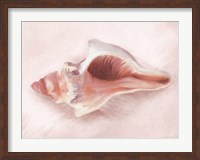 Framed Conch Shell Blush II