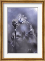 Framed Blue & White Flowers I