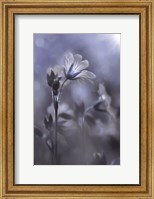 Framed Blue & White Flowers I