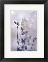 Framed Blue & White Flowers II