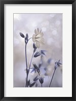 Framed Blue & White Flowers II