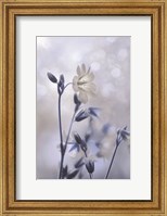 Framed Blue & White Flowers II