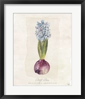 Framed Hyacinthus Orientalis I