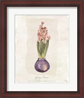 Framed Hyacinthus Orientalis II