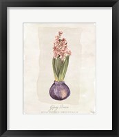 Framed 'Hyacinthus Orientalis II' border=