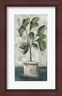 Framed Fiddle Leaf Fig