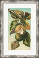 Framed Tree Branch with Fruit II