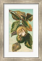 Framed Tree Branch with Fruit II