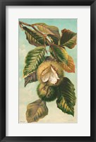Tree Branch with Fruit II Framed Print