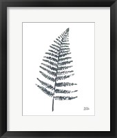 Fern I Framed Print