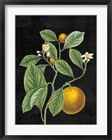 Framed Classic Citrus VI Black No Words