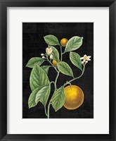 Classic Citrus VI Black No Words Framed Print