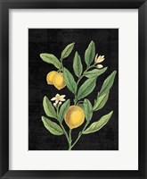 Framed Classic Citrus V Black No Words