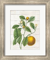 Framed Classic Citrus VI Shiplap