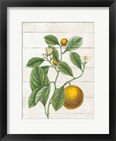 Classic Citrus VI Shiplap Framed Print